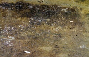 mold removal Rancho Palos Verdes